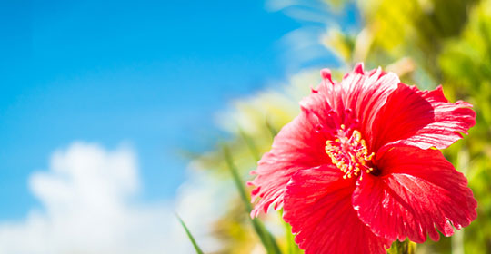 沖縄県小・中学校長会の概要